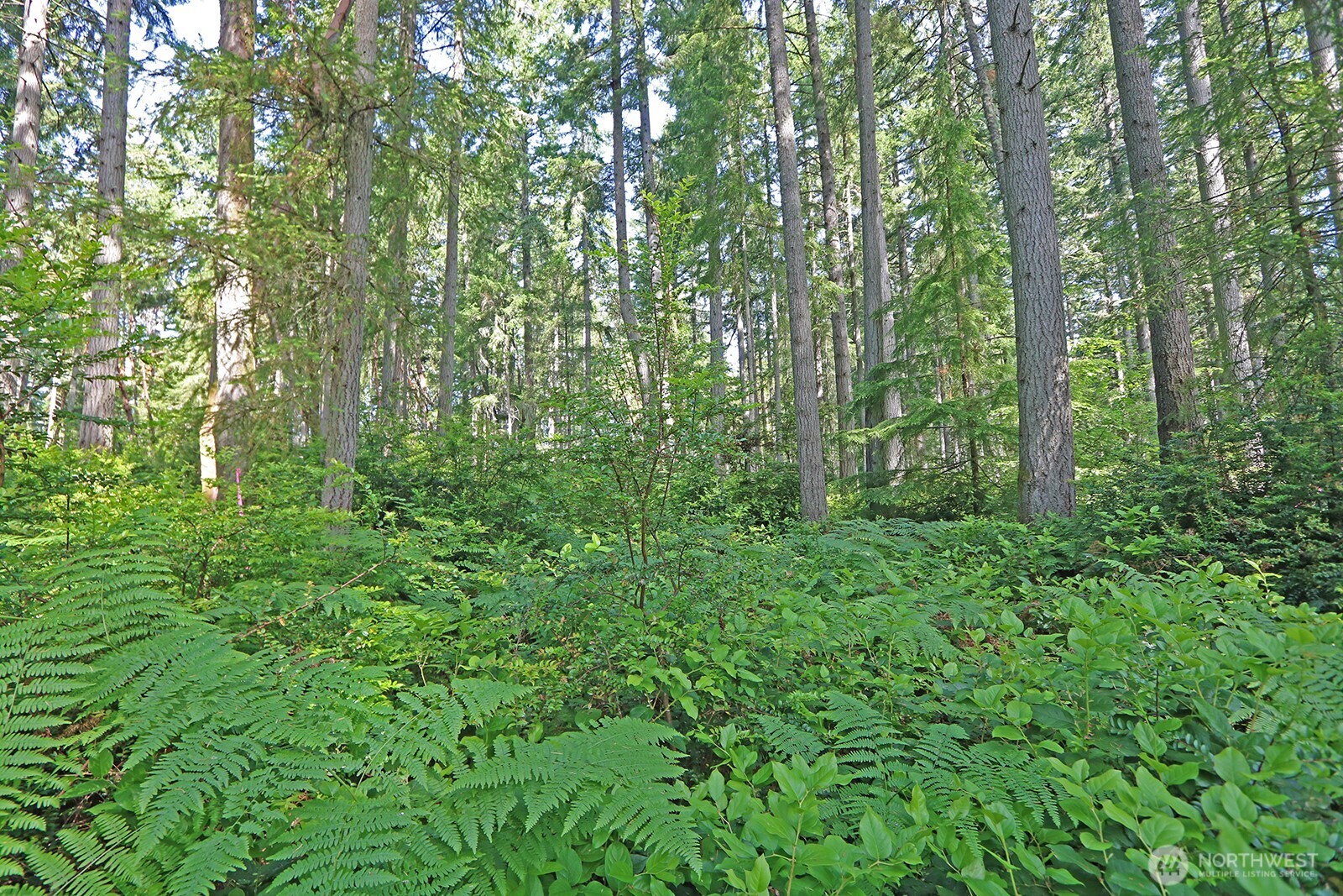 20825 Old Mill Road Southwest Vashon, WA 98070 - Photo 8 of 11 a view of a lush green forest