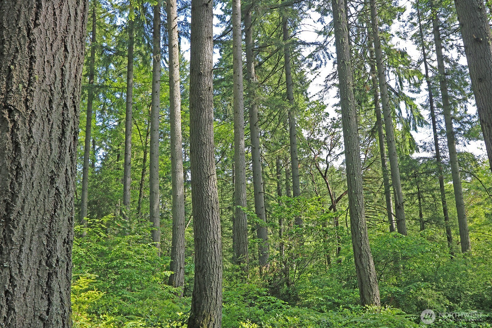 20825 Old Mill Road Southwest Vashon, WA 98070 - Photo 9 of 11 a view of outdoor space and trees