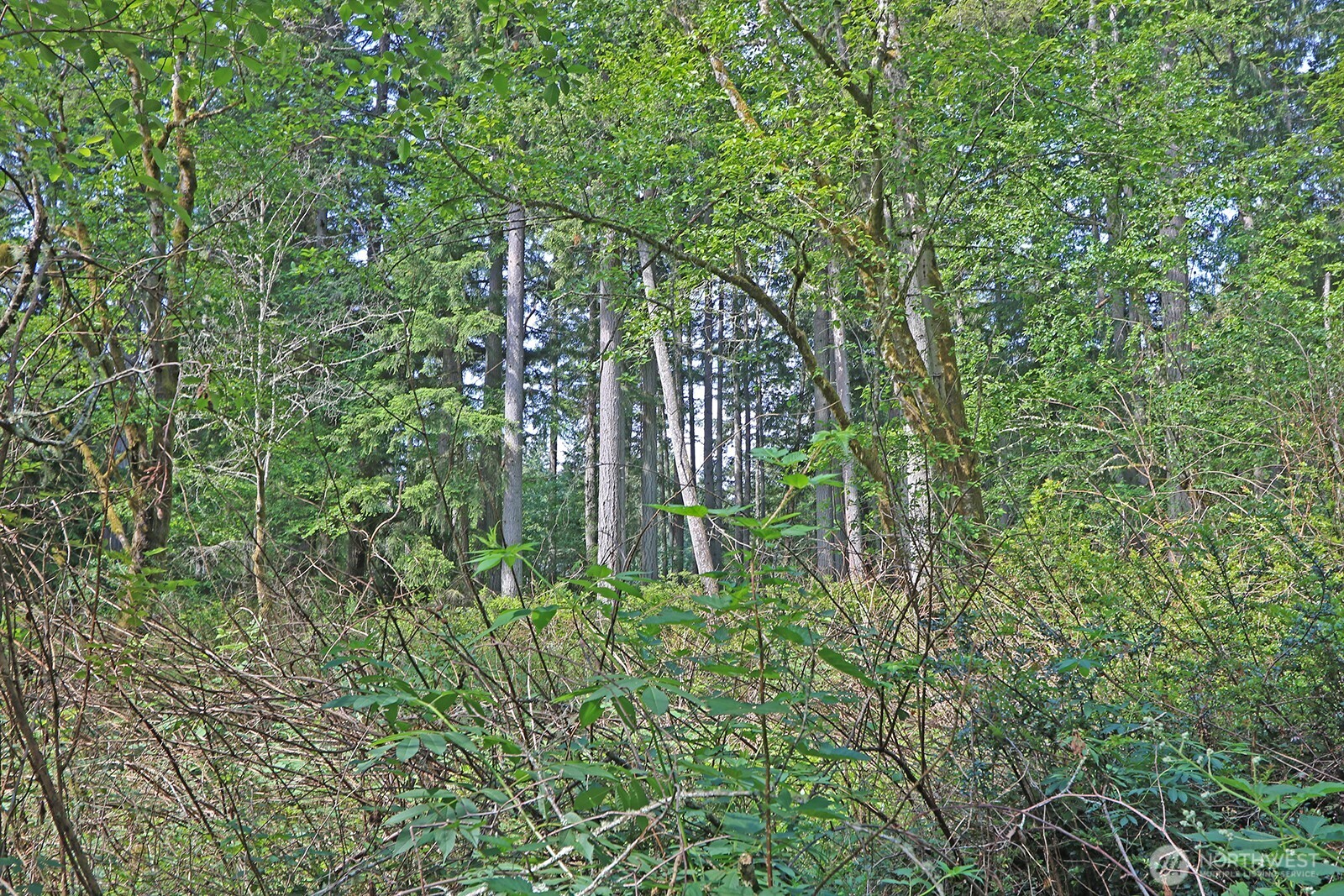 20825 Old Mill Road Southwest Vashon, WA 98070 - Photo 10 of 11 a backyard of a house with lots of green space and chair