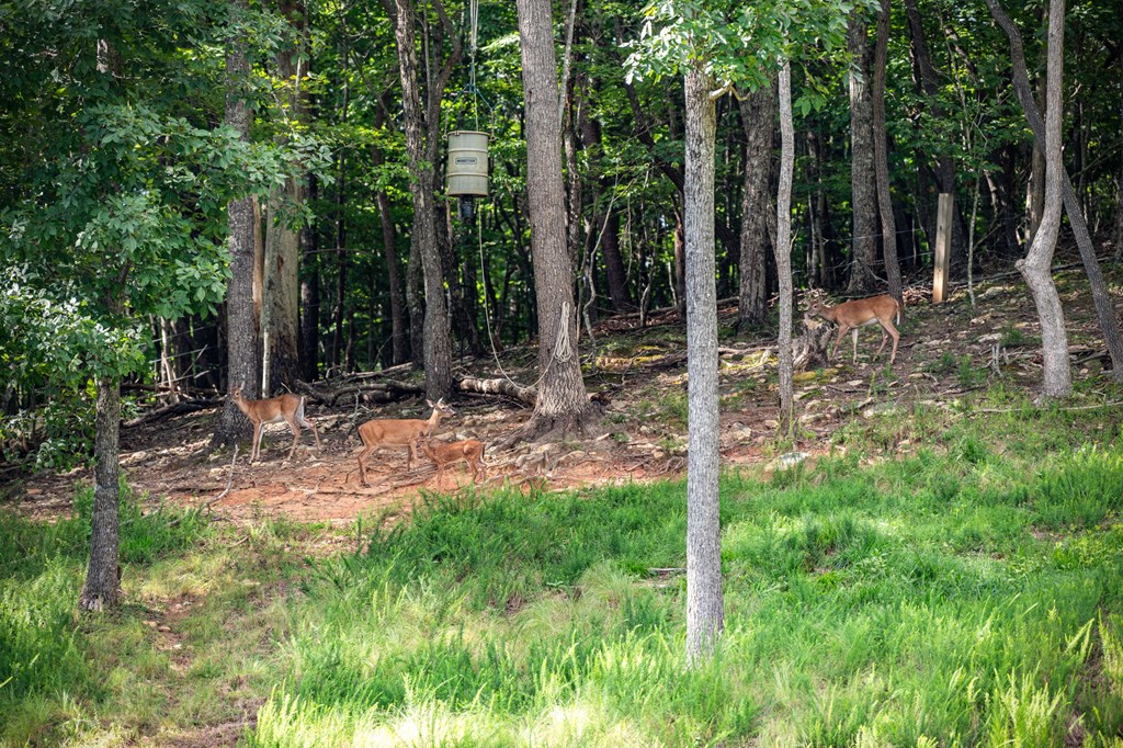 669 Wilscot Farms Road Morganton, GA 30560 - Photo 61 of 100 Gallery Image 61