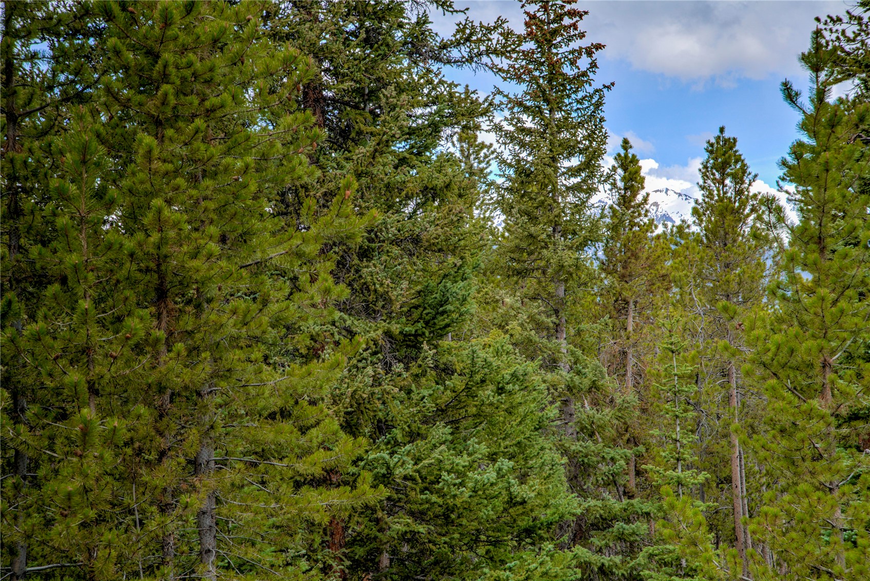 1735 Boreas Pass Road Breckenridge, CO 80424 - Photo 39 of 40 View from back of property.