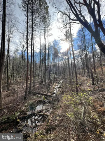 a view of a yard with large trees