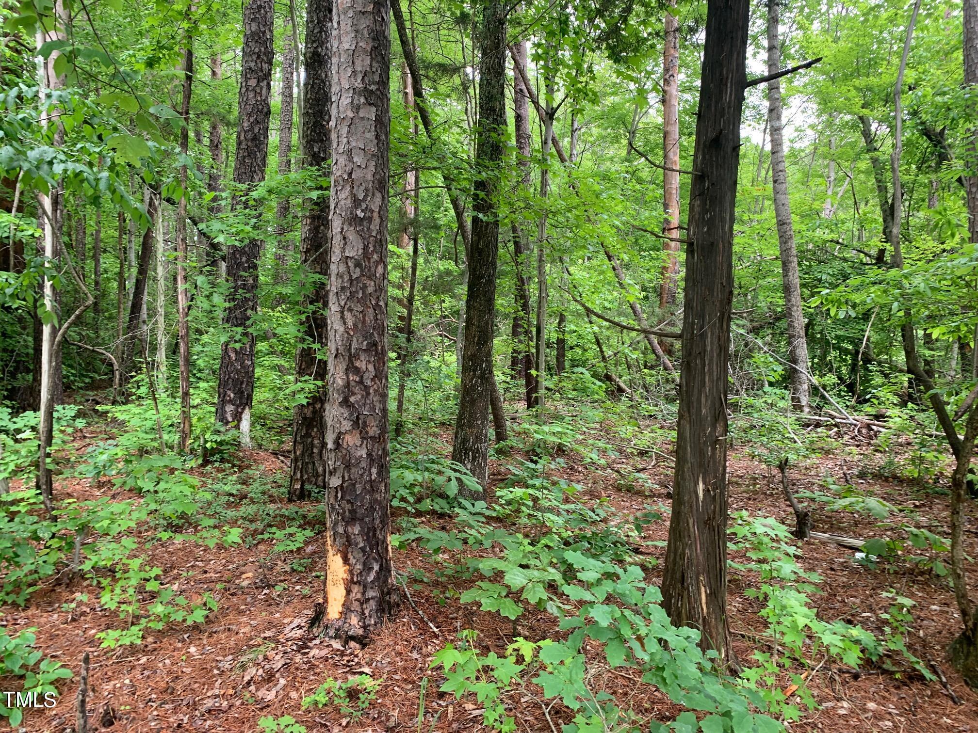 0 New Mayo Drive Roxboro, NC 27574 - Photo 3 of 9 a view of forest