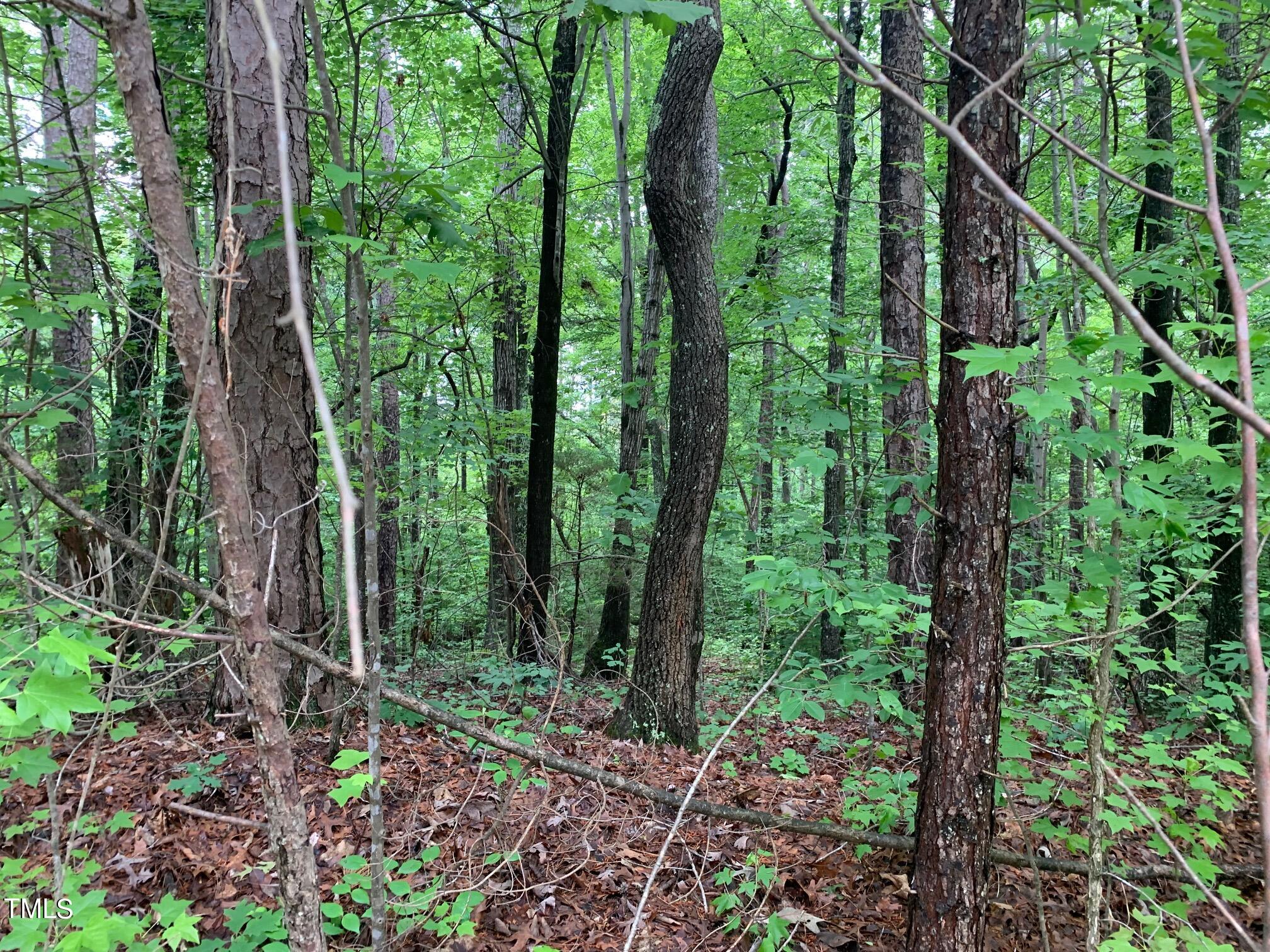 0 New Mayo Drive Roxboro, NC 27574 - Photo 9 of 9 a view of forest