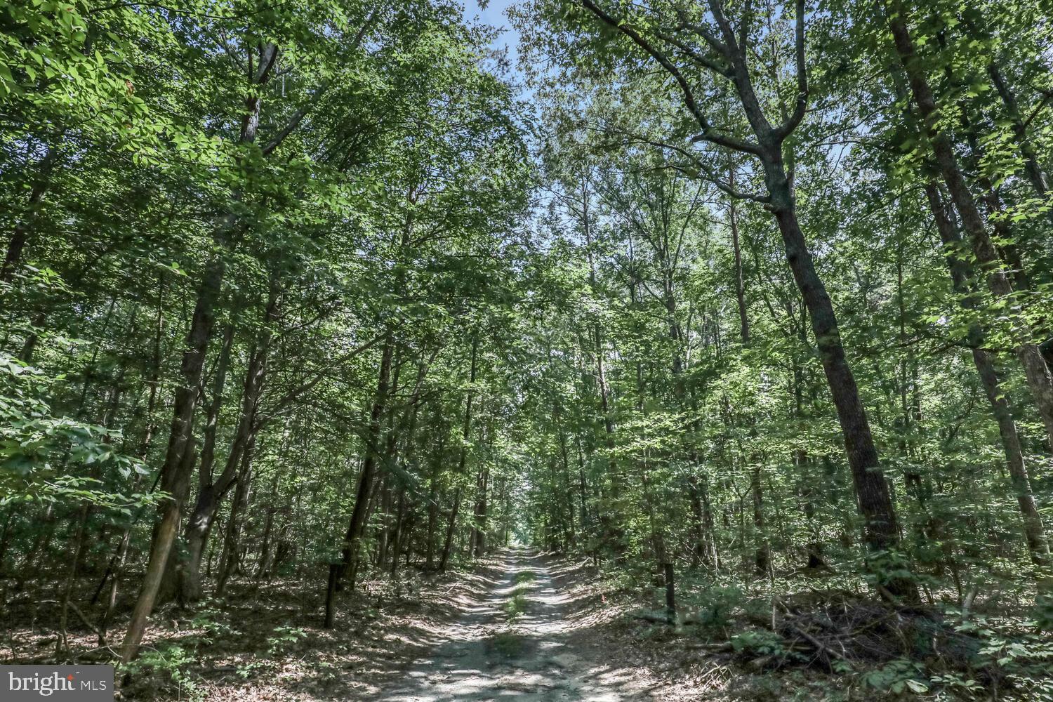1761 Buckner Road Bumpass, VA 23024 - Photo 43 of 43 a view of a forest with trees in the background