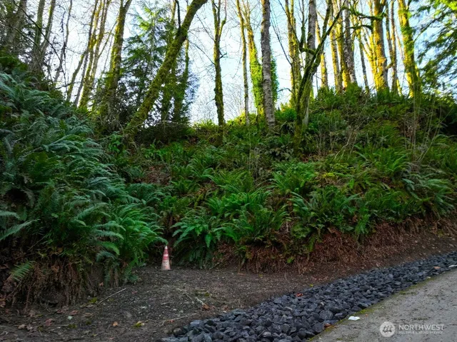 a view of a trees in a yard