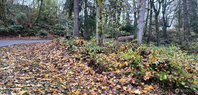 a view of bushes and trees