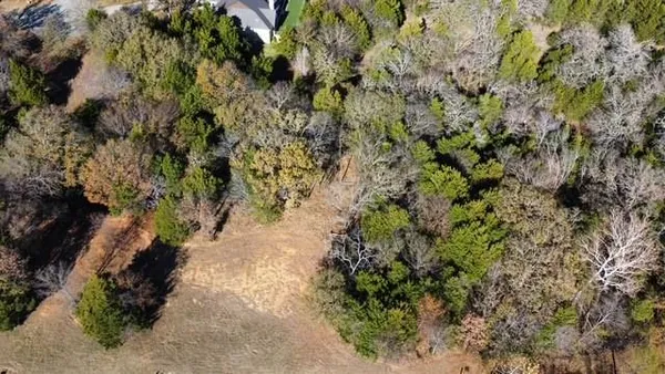 a view of a plants in a yard