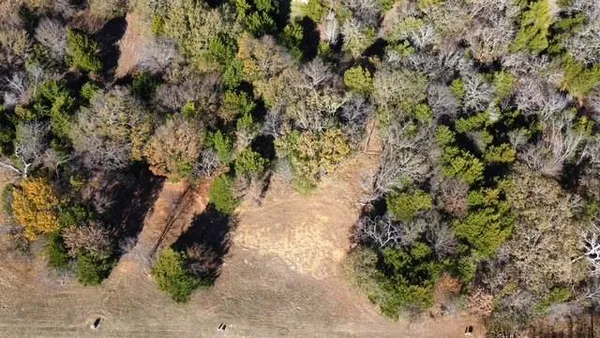 a view of a plants with a tree