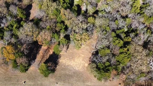 a view of a plants with a tree