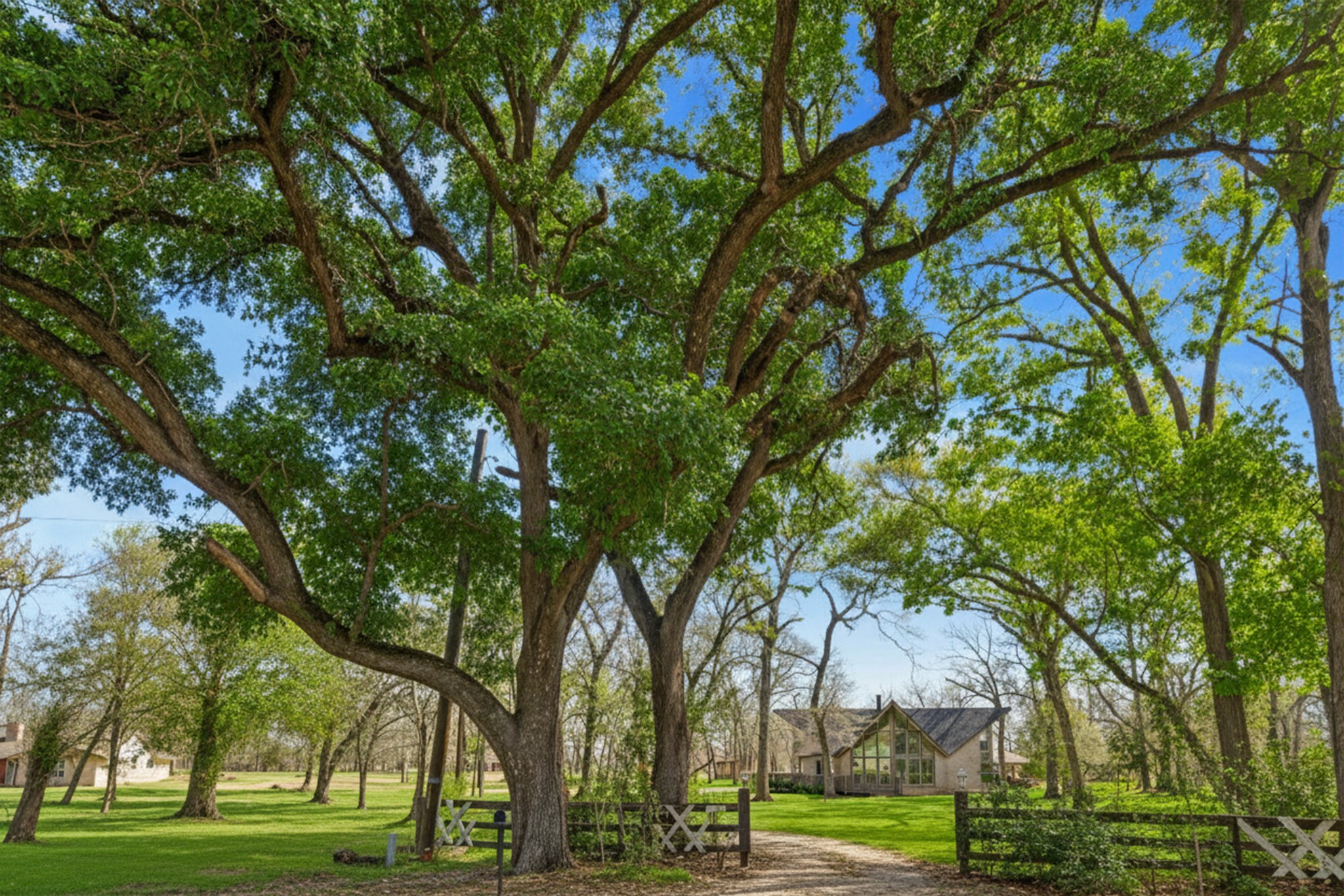 14311 Blidel Road Thompsons, TX 77469 - Photo 19 of 27 Gated entrance view with wide gravel driveway, mature oak trees, and manicured lawn leading to the residence.
