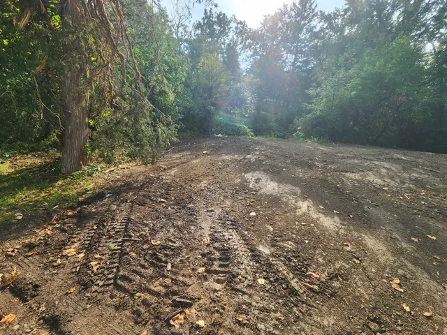 a view of a forest with trees in the background