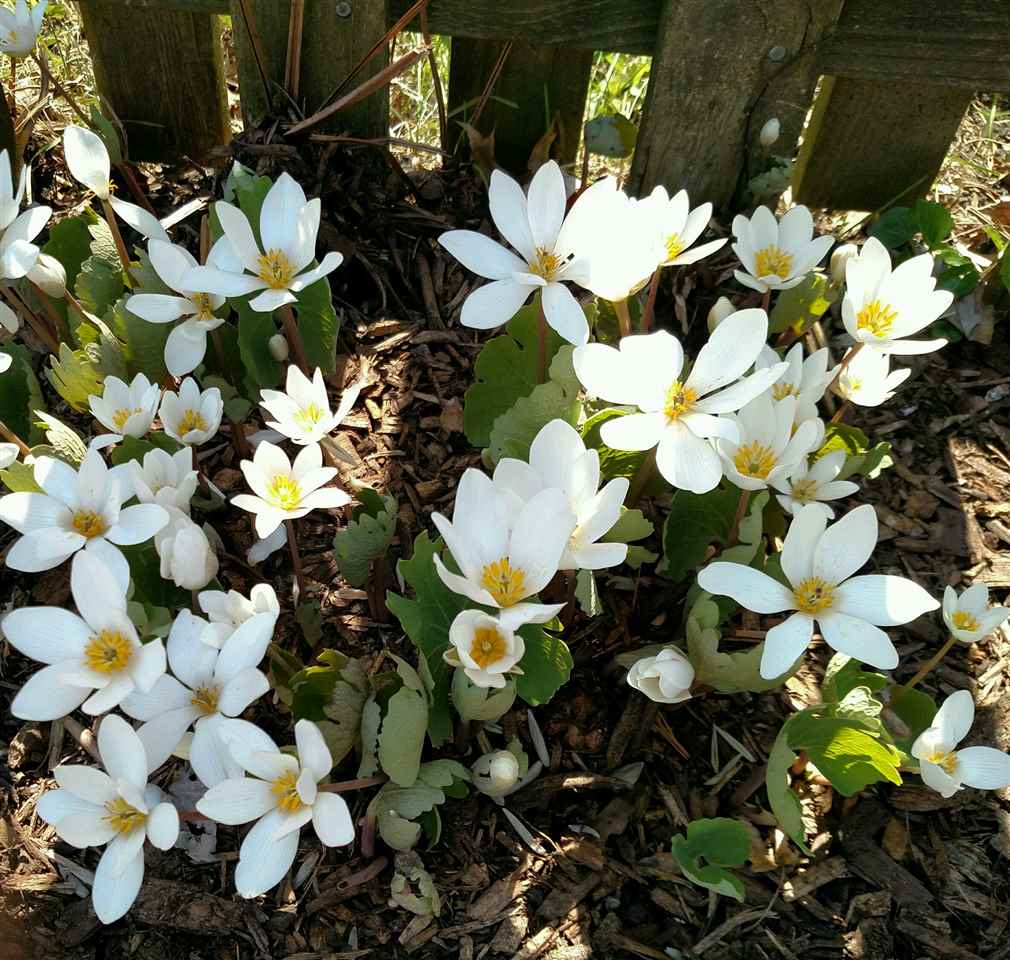 429 Dawson Avenue Rockford, IL 61107 - Photo 20 of 25 a view of a flower