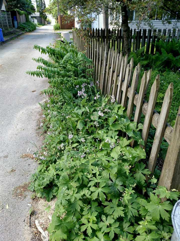 429 Dawson Avenue Rockford, IL 61107 - Photo 24 of 25 a view of garden with plants