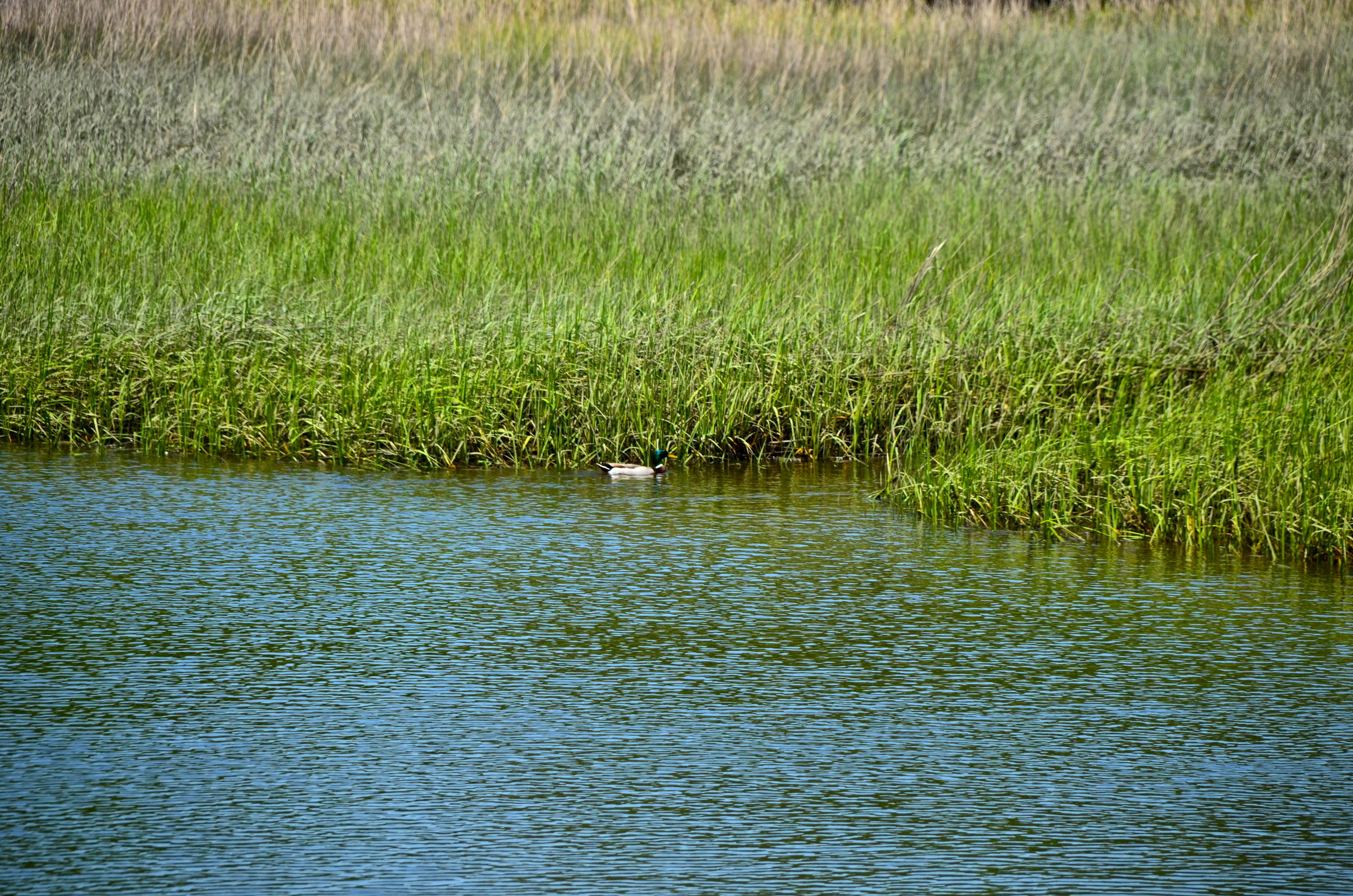 2718 Cast Net Road Johns Island, SC 29455 - Photo 7 of 24 DSC_1434