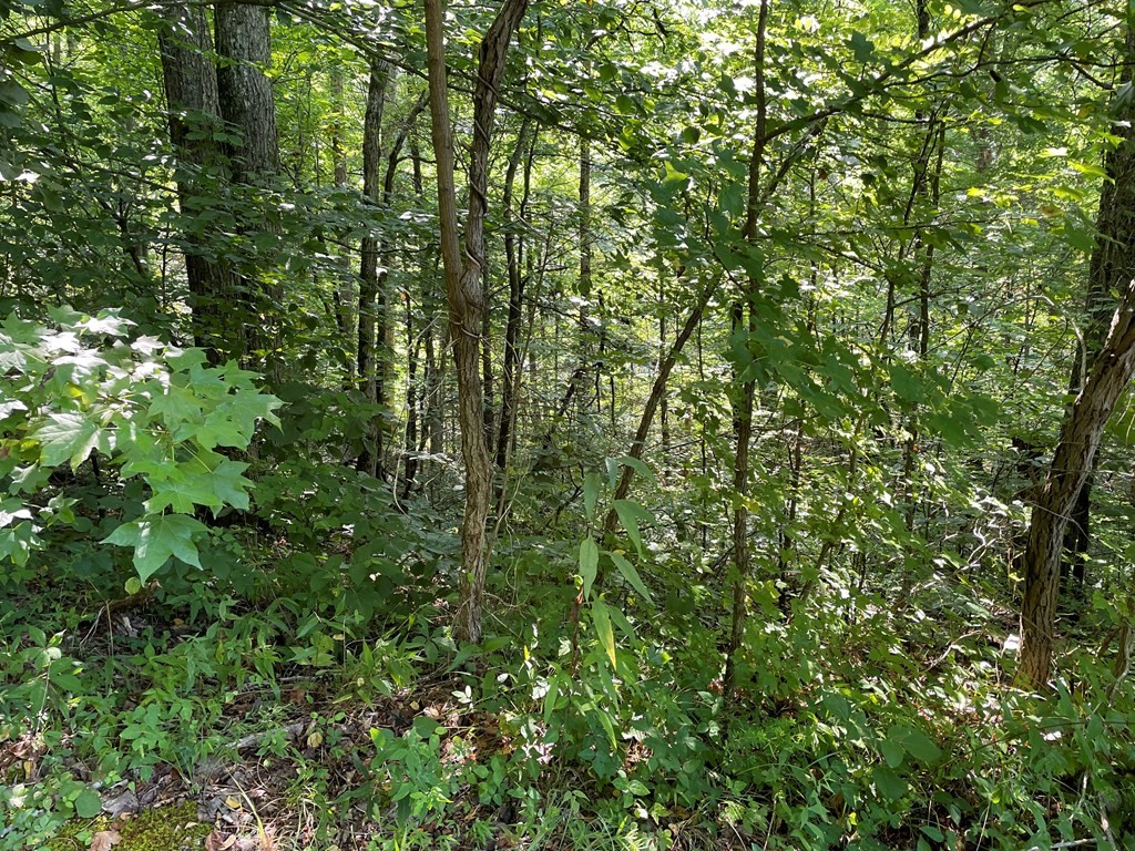 14 Alpine Drive Sevierville, TN 37876 - Photo 10 of 12
