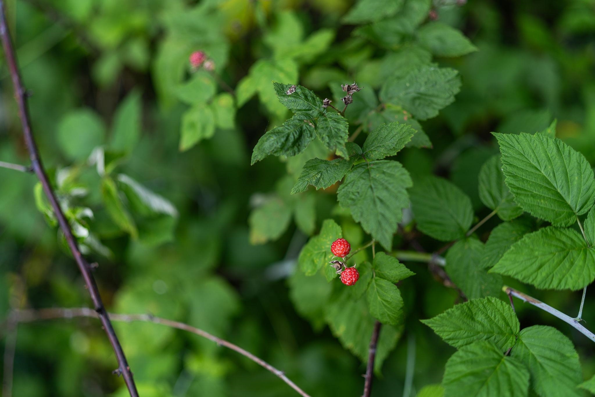 1373 Rockfish Road Waynesboro, VA 22980 - Photo 66 of 75 a view of a flower