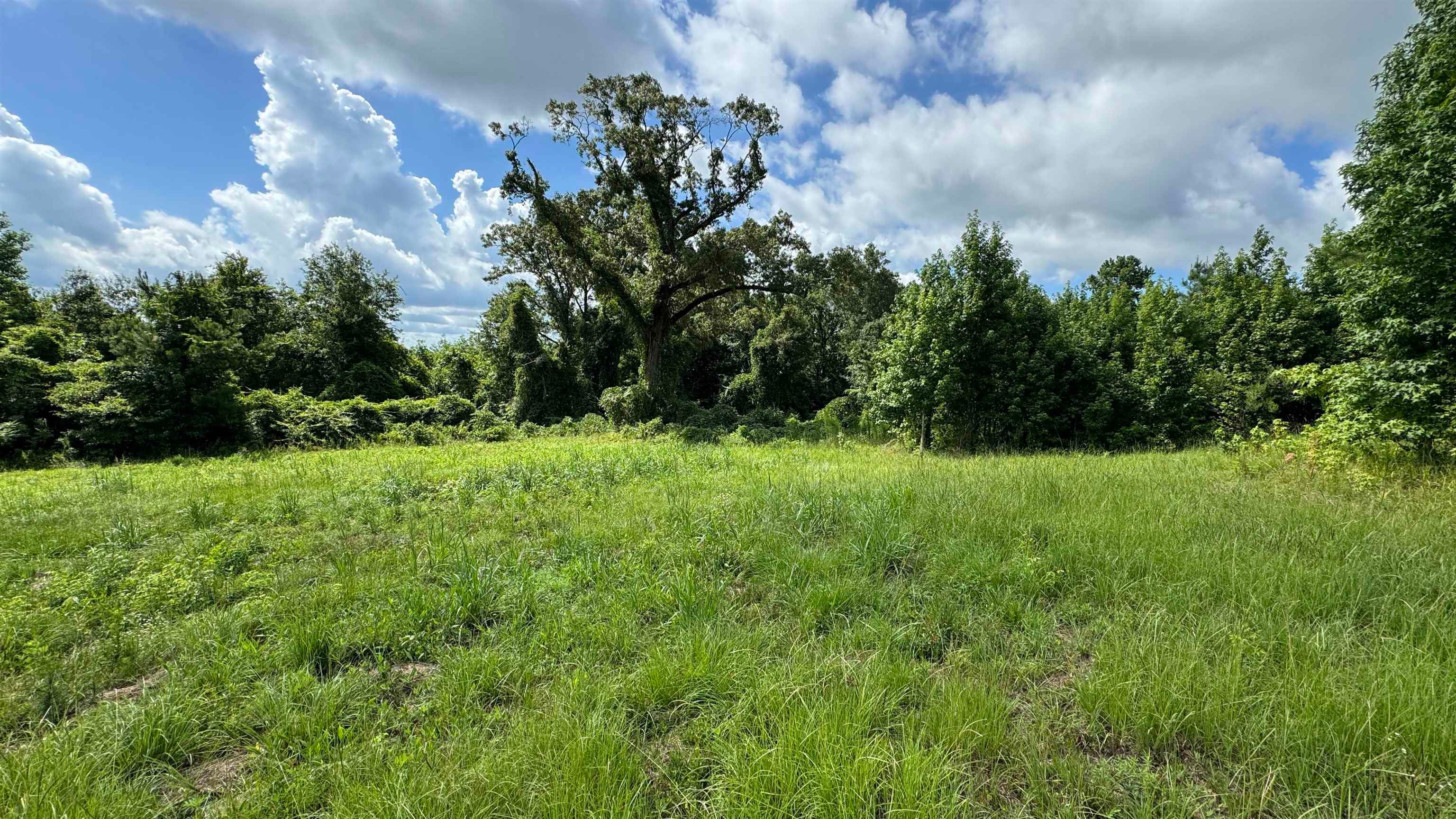 0 Rhodes Station McKenzie, AL 36456 - Photo 18 of 22 Gallery Image 18
