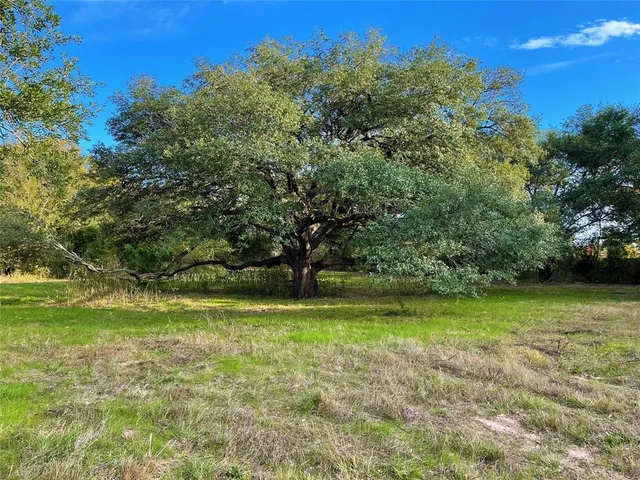 a view of a trees in a yard