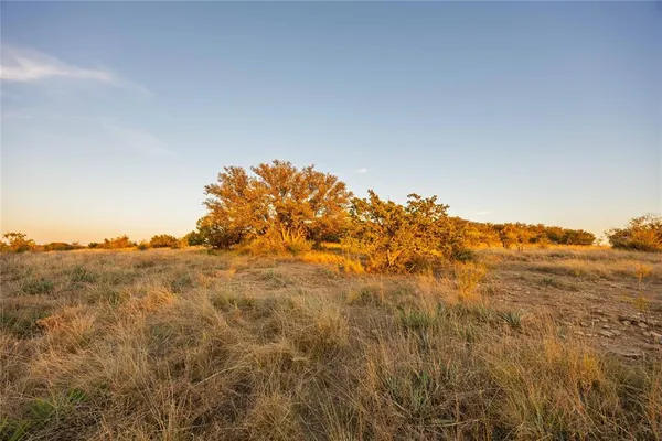 a view of dirt yard with large trees