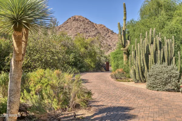 a view of a garden with plants and large trees