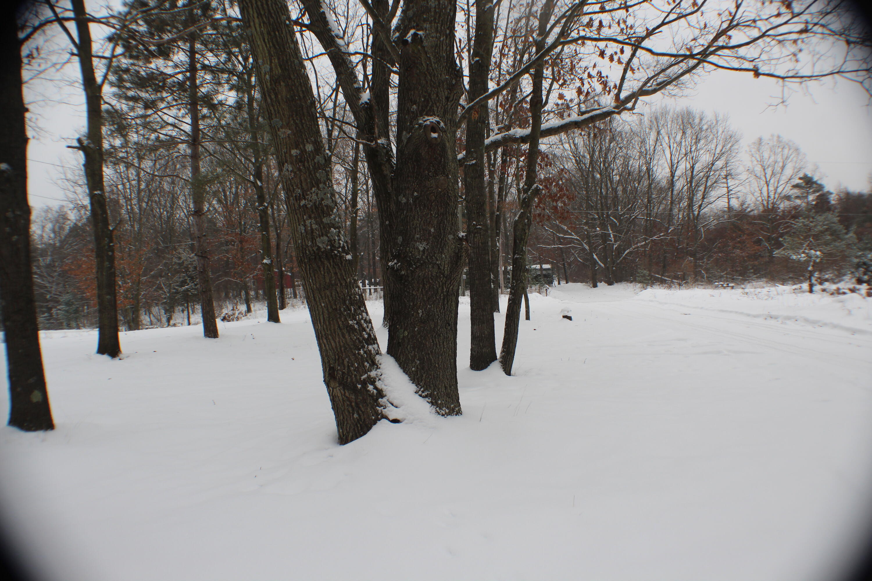 17790 Monroe Road Morley, MI 49336 - Photo 7 of 45 IMG_4951