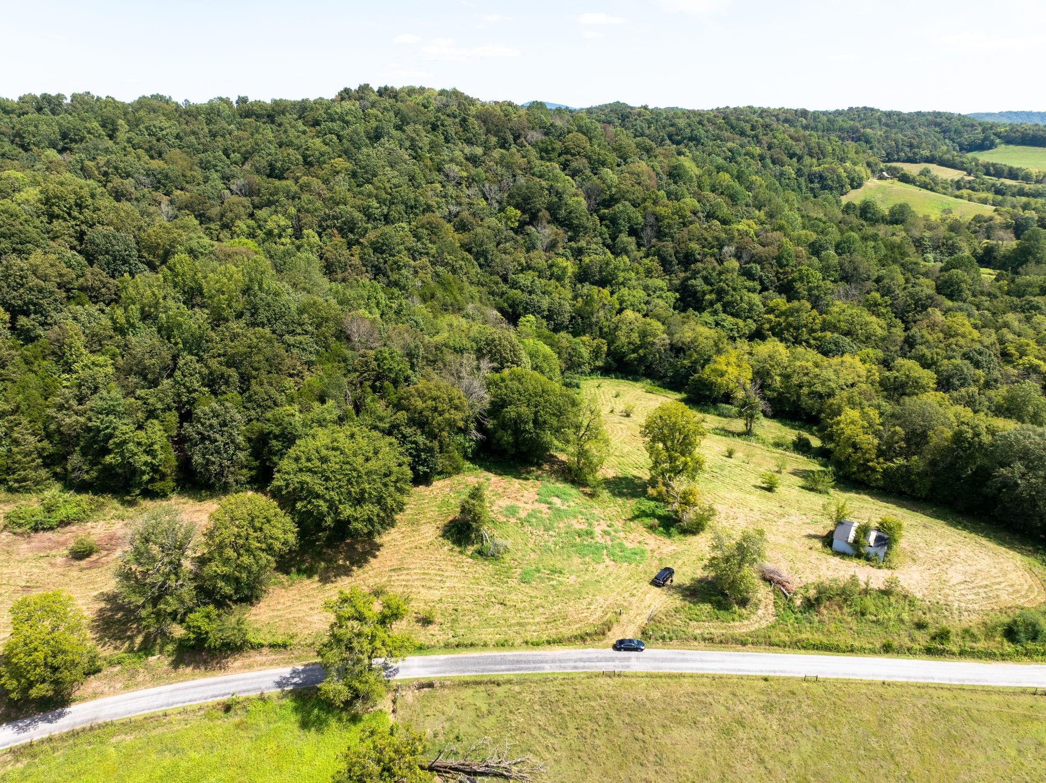 a view of a small yard with a plants and large trees