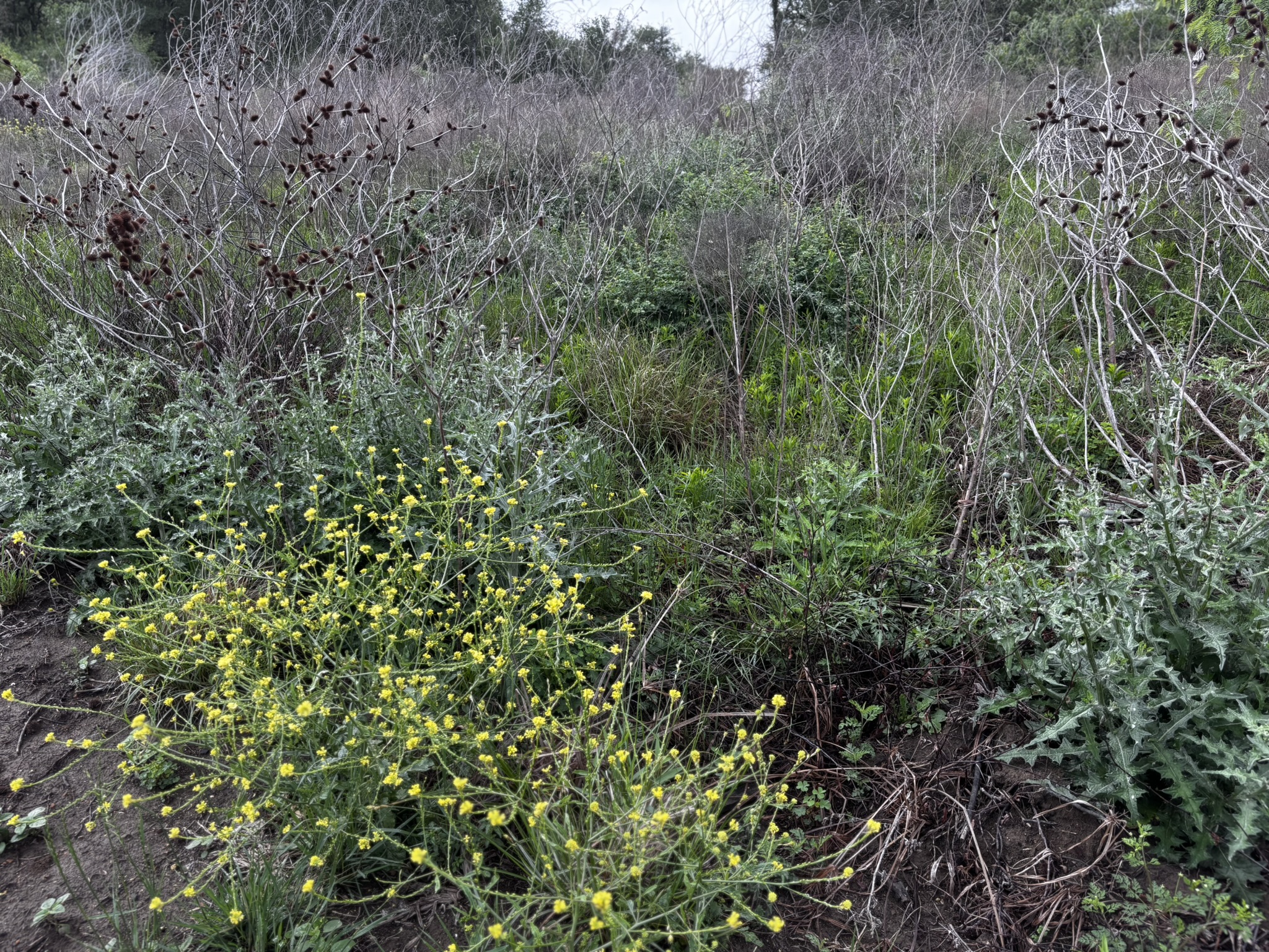 683 County Road 467 Elgin, TX 78621 - Photo 17 of 26 Natural landscape featuring varied flora, including yellow-flowering plants, grey-green foliage, and dry brush