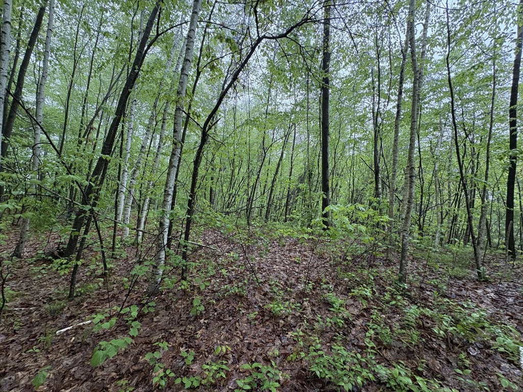 Tbd Lower Road Deerfield, MA 01342 - Photo 2 of 8 a view of forest