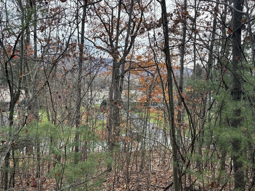 Tbd Lower Road Deerfield, MA 01342 - Photo 8 of 8 a view of forest