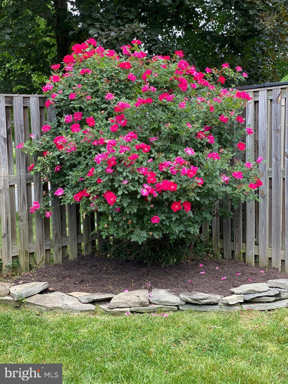 5835 Canvasback Road Burke, VA 22015 - Photo 40 of 45 Look at This Rose Bush!!!