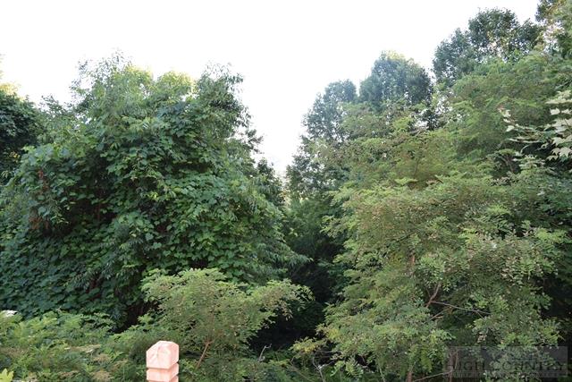 743 Dillard Greene Road Vilas, NC 28692 - Photo 7 of 20 Gallery Image 7