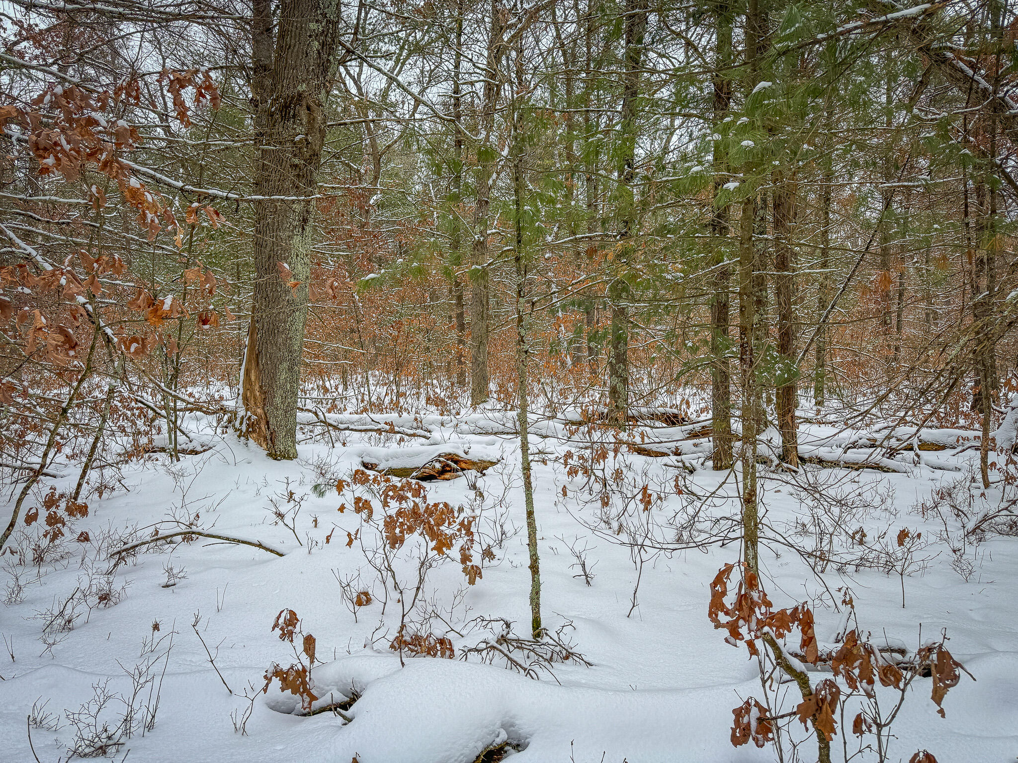 V/l South Nelson Road Idlewild, MI 49642 - Photo 11 of 13 IMG_0071