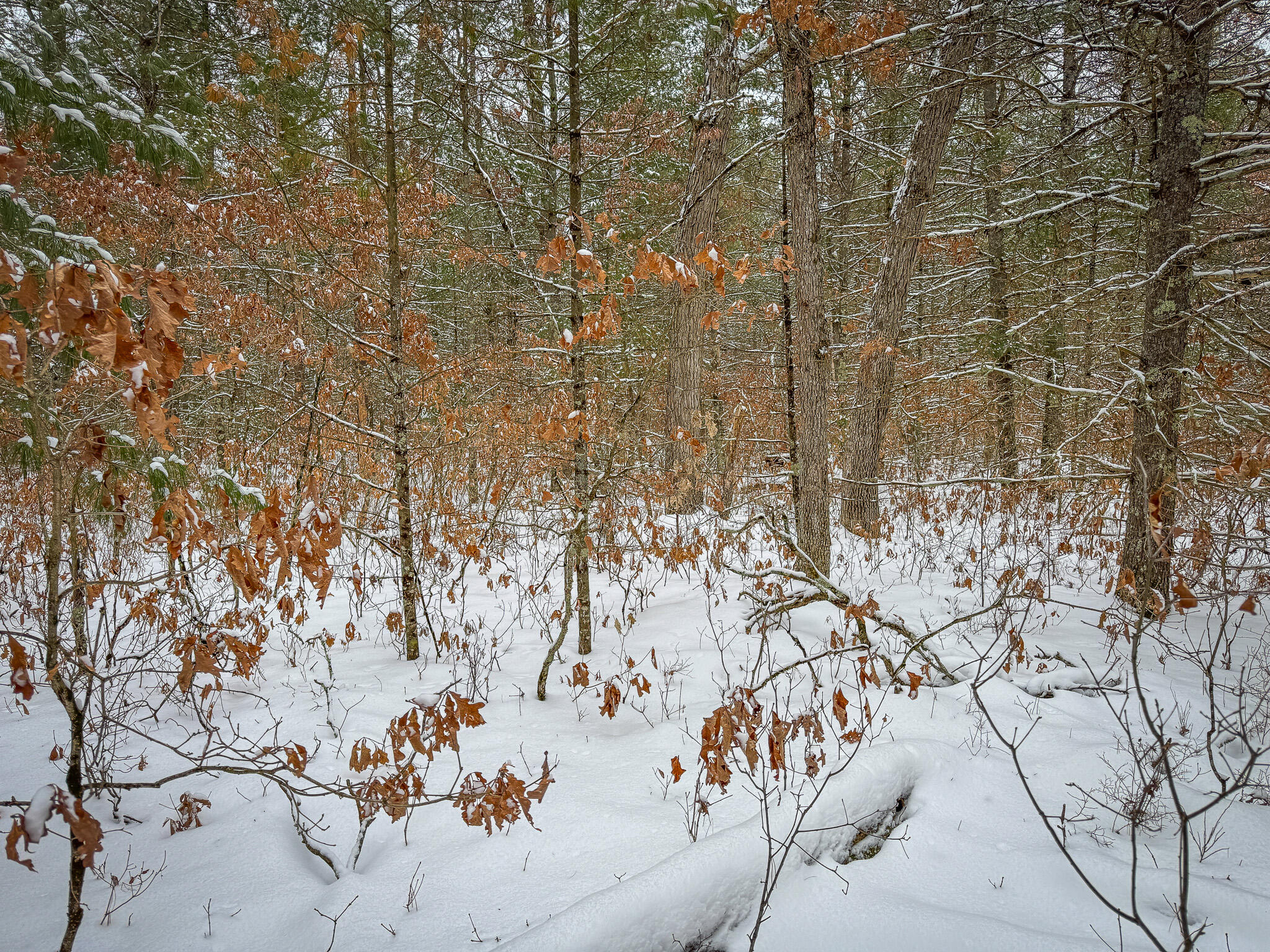 V/l South Nelson Road Idlewild, MI 49642 - Photo 12 of 13 IMG_0072