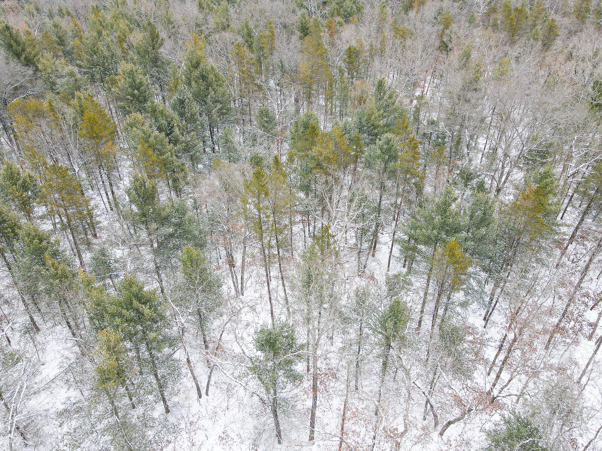 V/l South Nelson Road Idlewild, MI 49642 - Photo 9 of 13 DJI_0942