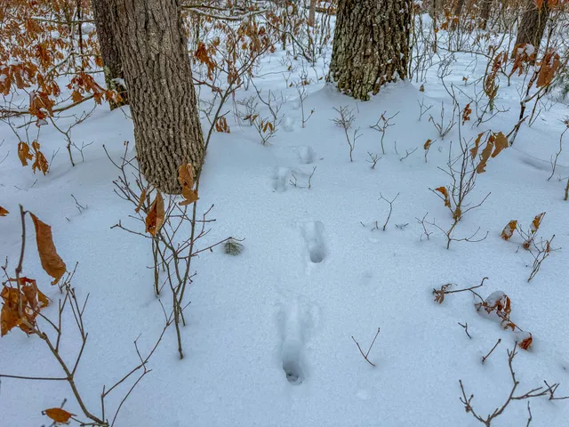 $39,900 | V/l South Nelson Road, Idlewild, MI 49642