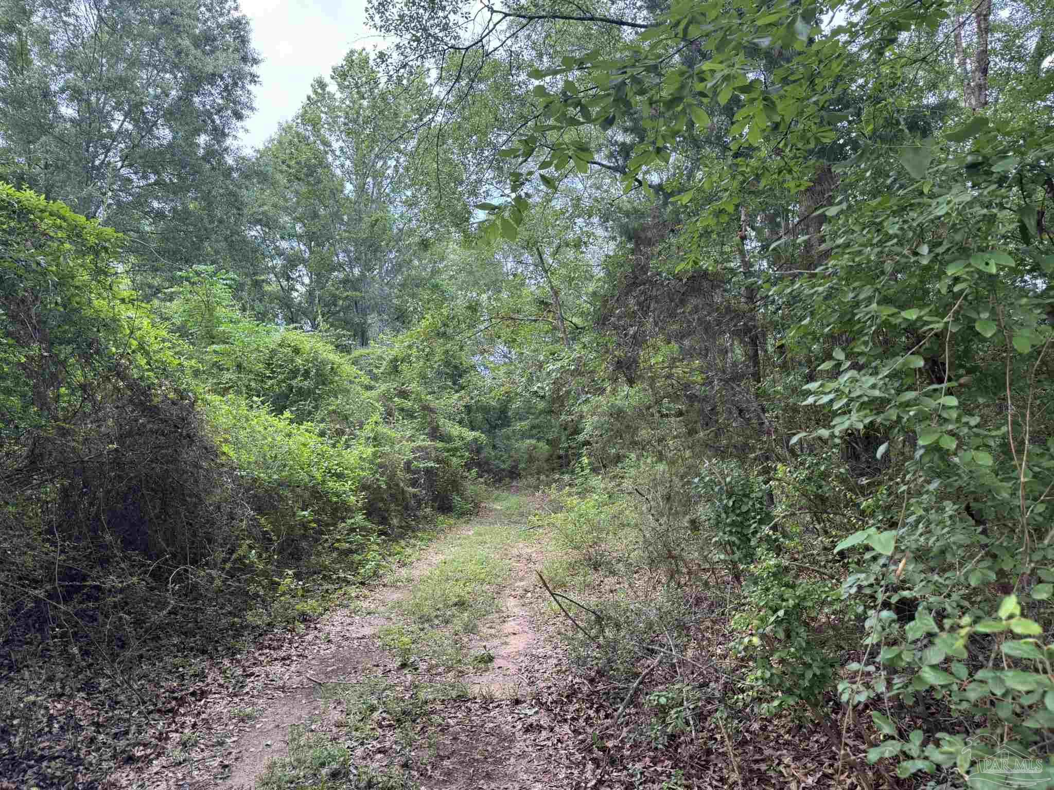0 Old Stage Road Repton, AL 36475 - Photo 10 of 27