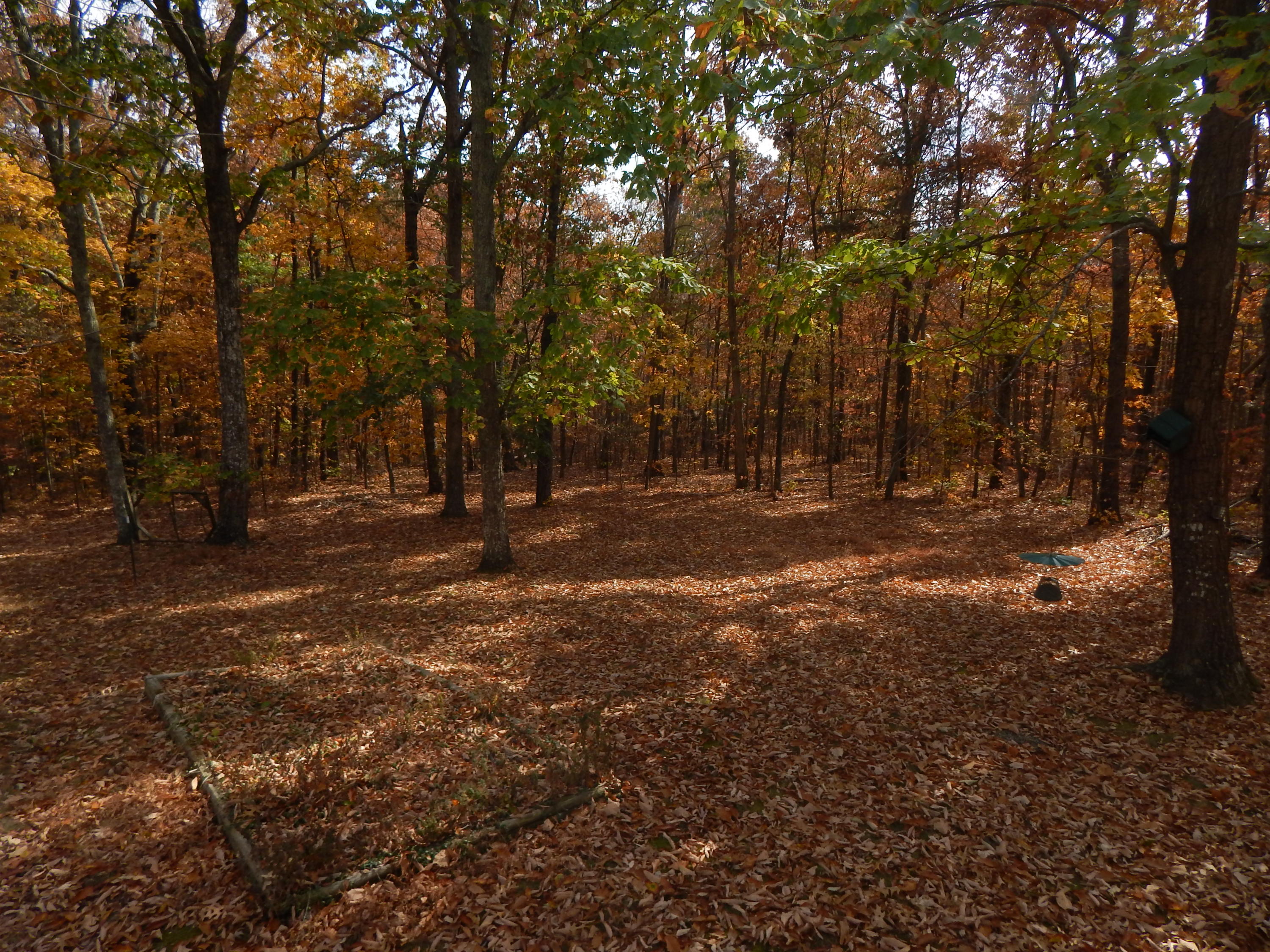 170 Fox Trail Road Rising Fawn, GA 30738 - Photo 28 of 31 27 Back yard Fall
