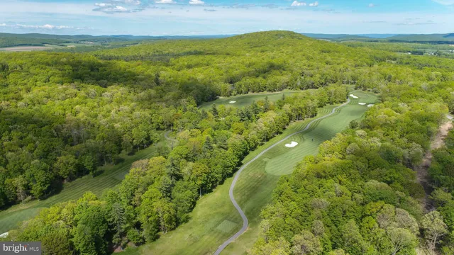 a view of a lush green forest with a mountain