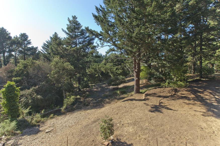 56 Big Tree Road Woodside, CA 94062 - Photo 25 of 31 a view of a trees with a tree