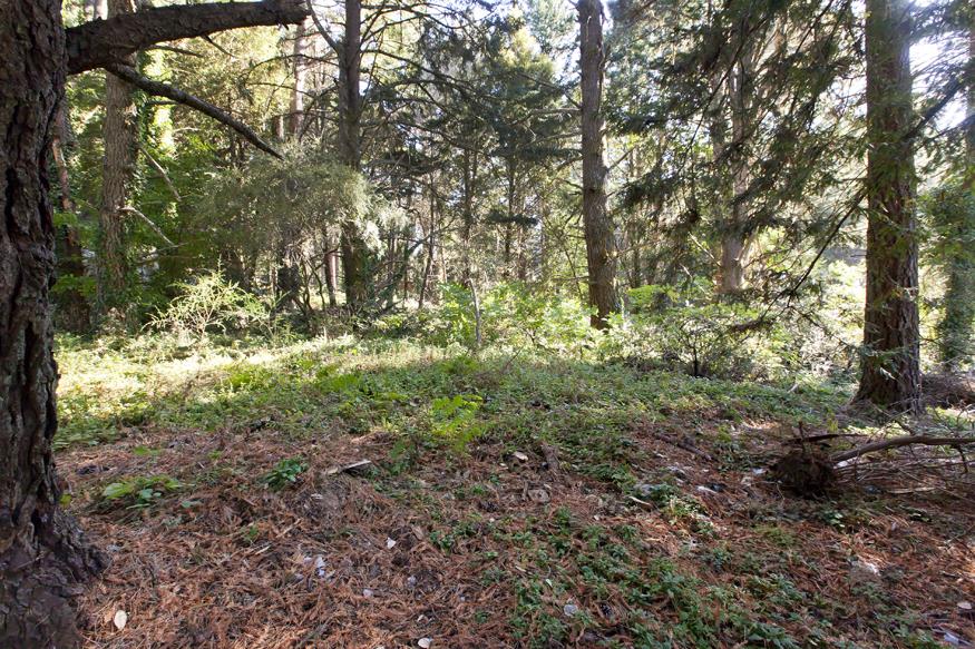 56 Big Tree Road Woodside, CA 94062 - Photo 29 of 31 a view of a yard with plants and trees