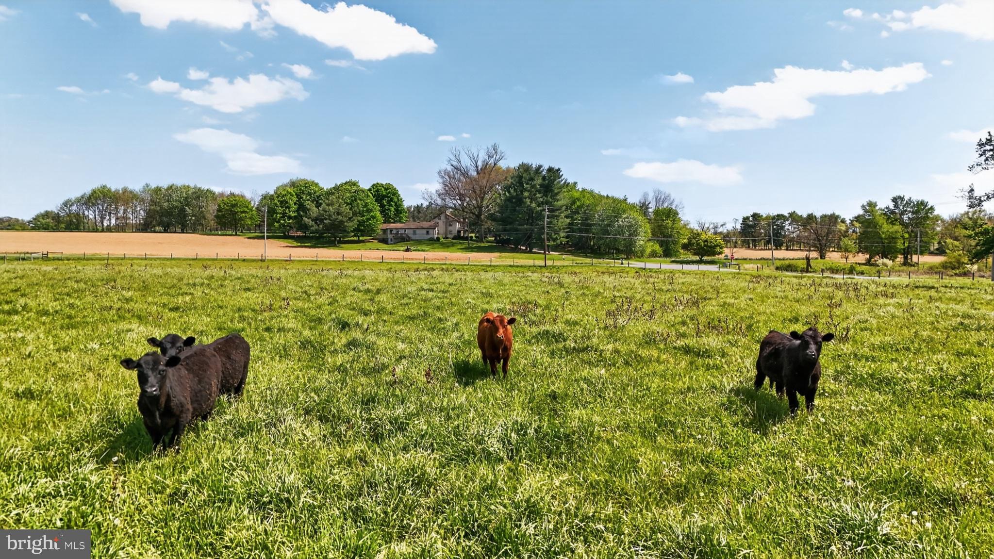 1599 Sanctuary Road Manheim, PA 17545 - Photo 19 of 66 Cattle grazing under a bright sky.