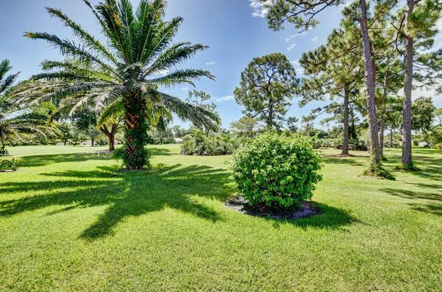 a view of a yard with a palm trees