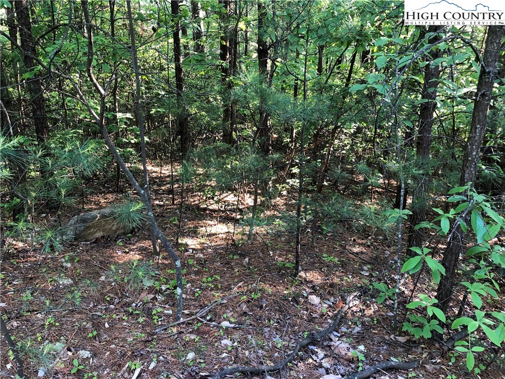 Lot 17 Wolf Pen Road Purlear, NC 28665 - Photo 5 of 25 a view of a forest with a tree