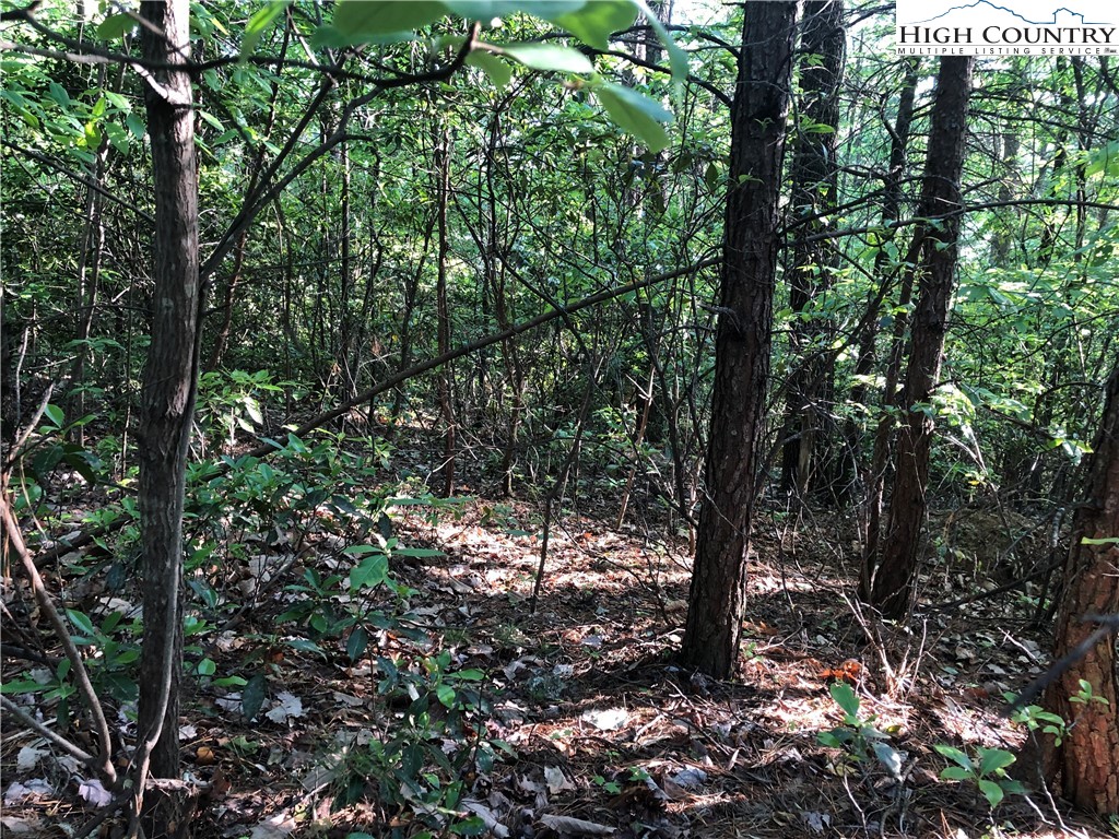 Lot 17 Wolf Pen Road Purlear, NC 28665 - Photo 6 of 25 a view of a tree