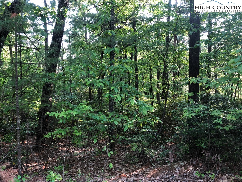 Lot 17 Wolf Pen Road Purlear, NC 28665 - Photo 8 of 25 a view of a lush green forest