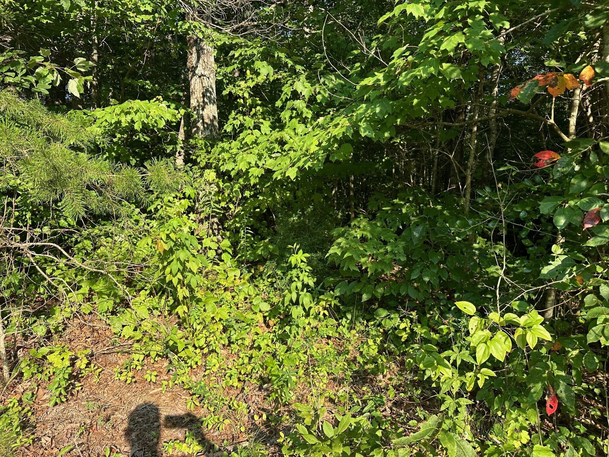 14 Prater Road Pikeville, TN 37367 - Photo 16 of 22 Gallery Image 16