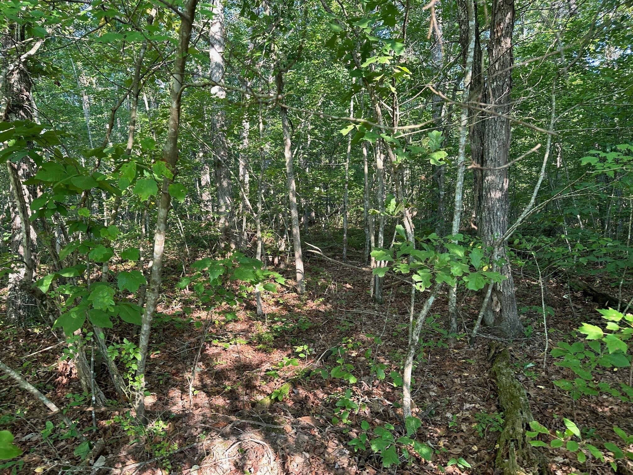 14 Prater Road Pikeville, TN 37367 - Photo 19 of 22 Gallery Image 19