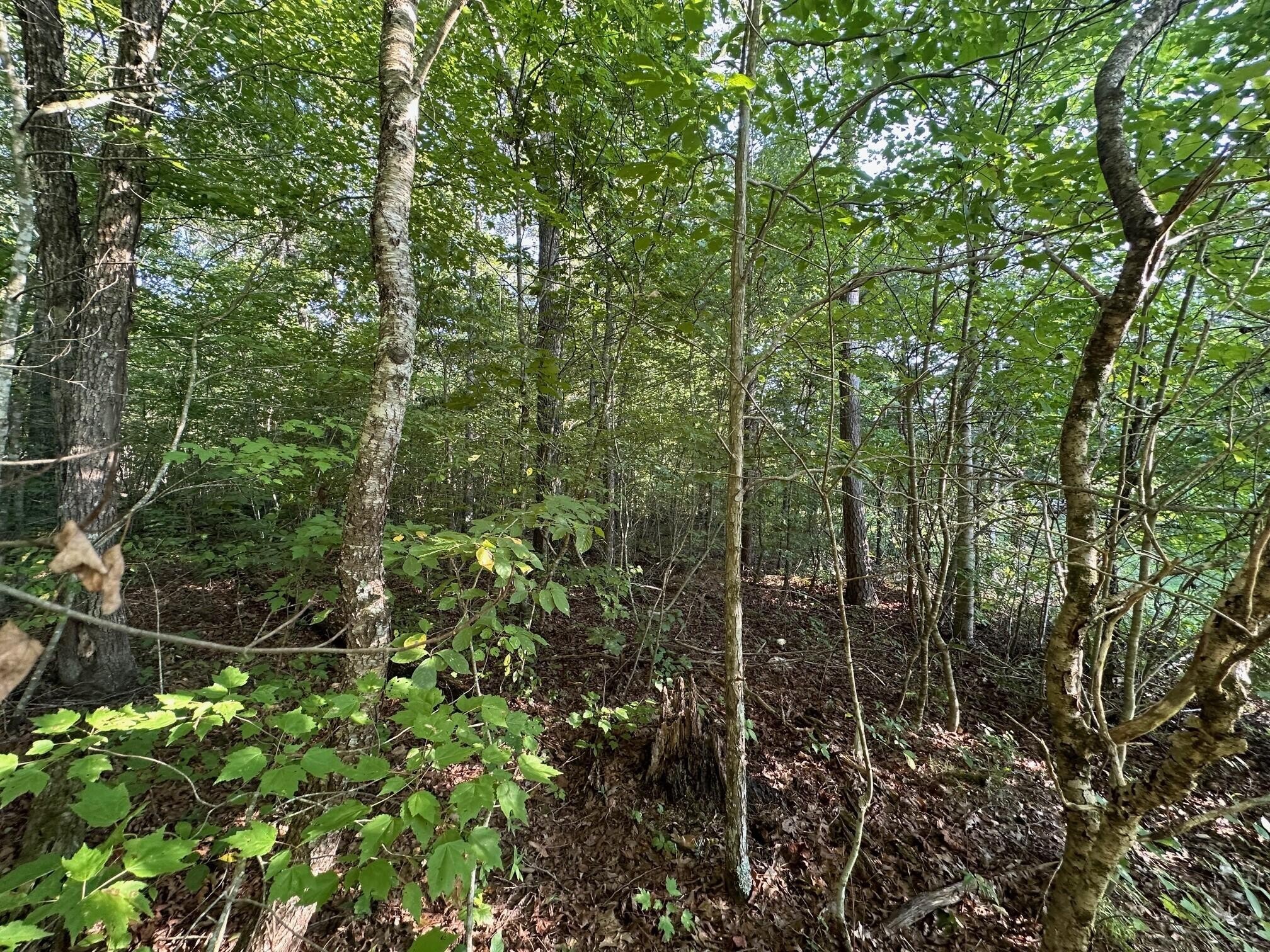 14 Prater Road Pikeville, TN 37367 - Photo 20 of 22 Gallery Image 20