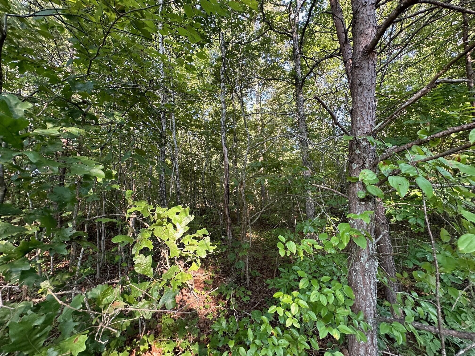14 Prater Road Pikeville, TN 37367 - Photo 8 of 22 Gallery Image 8